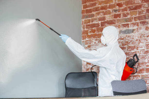Trusted Keystone, FL Mold Removal Experts