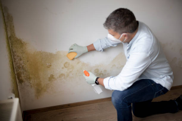 Best Real Estate Mold Inspection  in Keystone, FL