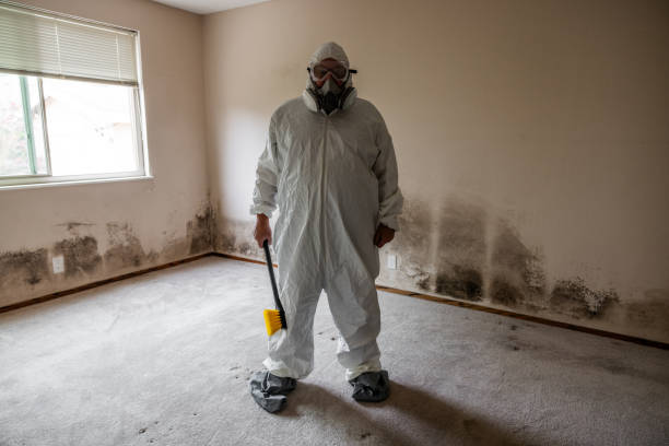Best Basement Mold Removal  in Keystone, FL